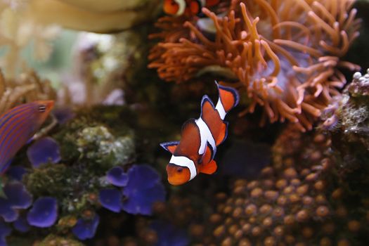 clownfish swimming in an aquarium