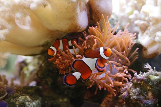 clownfish swimming in an aquarium