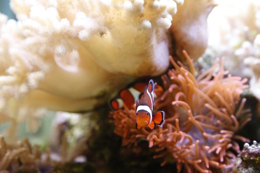 clownfish swimming in an aquarium