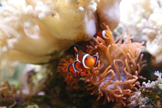 clownfish swimming in an aquarium