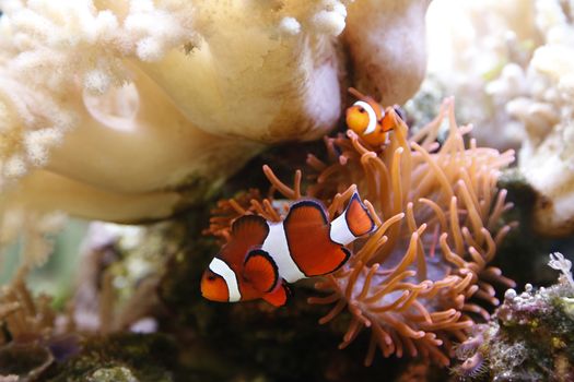 clownfish swimming in an aquarium