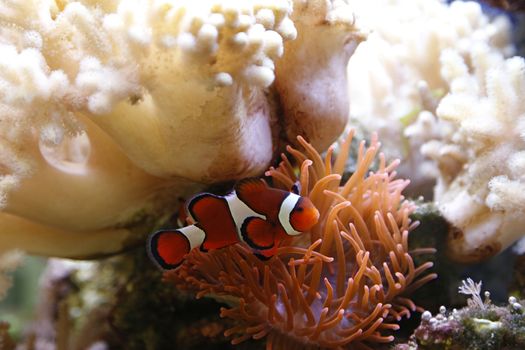 clownfish swimming in an aquarium