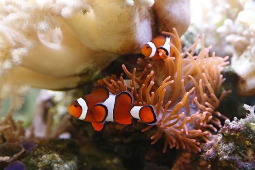 clownfish swimming in an aquarium