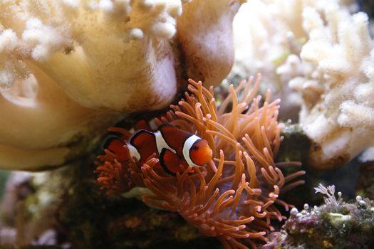 clownfish swimming in an aquarium