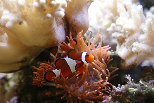 clownfish swimming in an aquarium