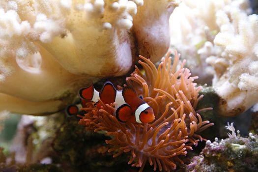 clownfish swimming in an aquarium