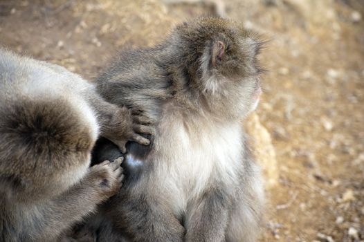Close up of friendly monkey preening friend for ticks and dirt to help him stay clean