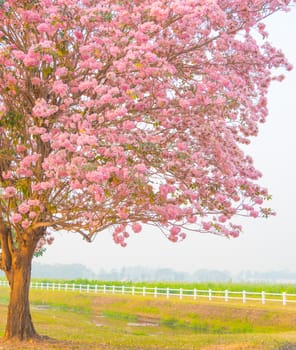 Beautiful Tabebuia rosea tree or pink poui, and rosy trumpet tree  pink flower blooming in garden