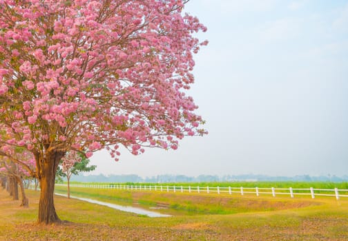 Beautiful Tabebuia rosea tree or pink poui, and rosy trumpet tree  pink flower blooming in garden