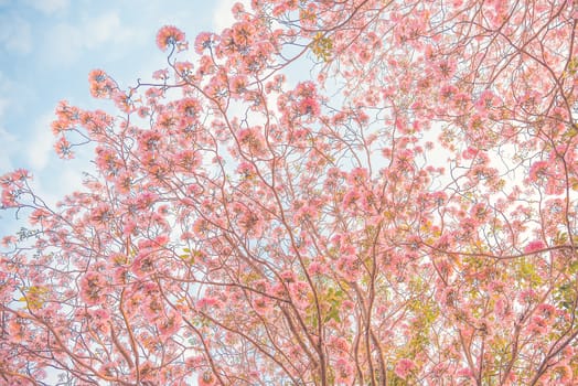 Beautiful Tabebuia rosea tree or pink poui, and rosy trumpet tree  pink flower blooming in garden