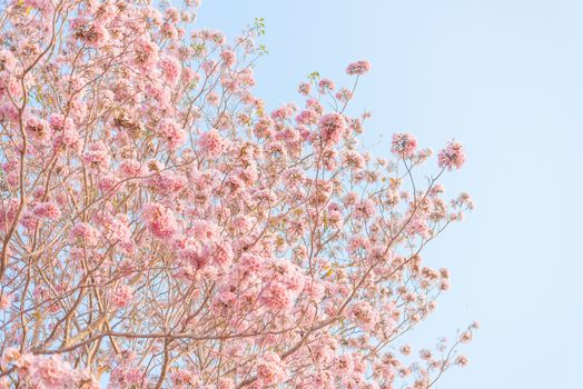 Beautiful Tabebuia rosea tree or pink poui, and rosy trumpet tree  pink flower blooming in garden