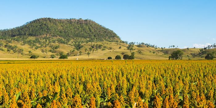 View of Mount Walker and Sorghum in the afternoon in Queensland, Australia