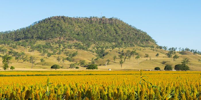 View of Mount Walker and Sorghum in the afternoon in Queensland, Australia