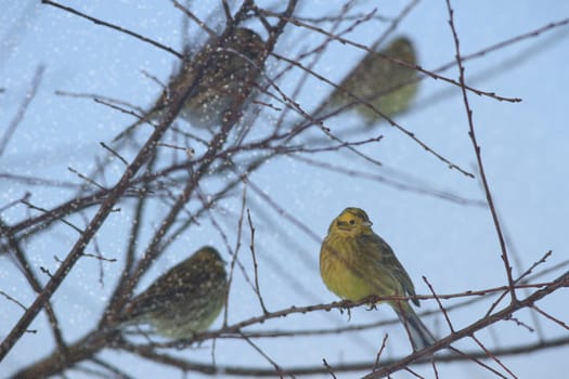 wild bird in natural habitat, nature series