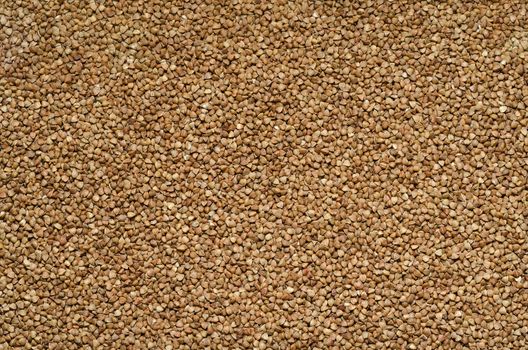 Textured background of buckwheat on scattered on the surface