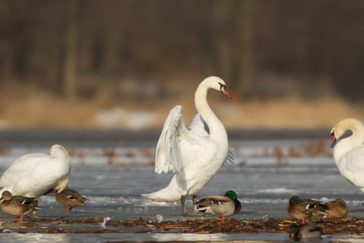 swan on blue lake water in sunny day, swans on pond, nature series