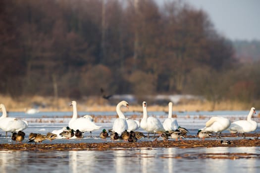 swan on blue lake water in sunny day, swans on pond, nature series