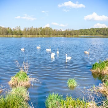 swan on blue lake in sunny day, swans on pond, nature series