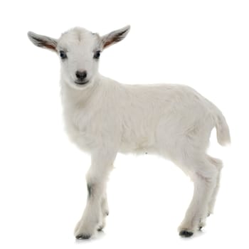 white young goat in front of white background