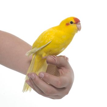  Red-fronted Kakariki parakeet in front of white background