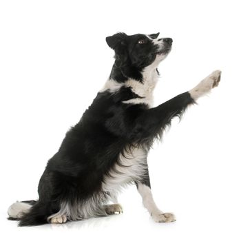 black and white border collie in front of white background