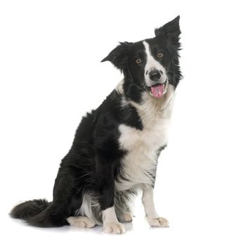 black and white border collie in front of white background