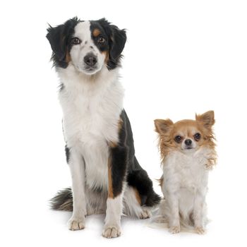miniature australian shepherd and chihuahua in front of white background