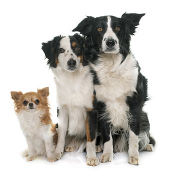 border collie, australian shepherd and chihuahua in front of white background