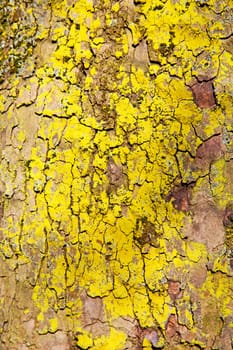 in england london old bark and abstract wood texture