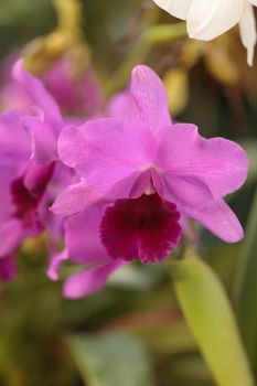 Cattleya orchid flower blooms in summer in Hawaii in a botanical garden