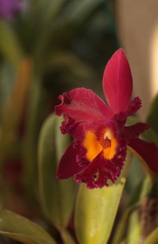 Cattleya orchid flower blooms in summer in Hawaii in a botanical garden