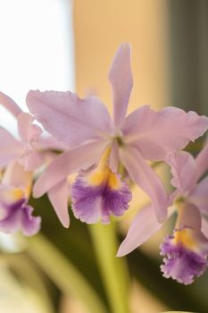 Cattleya orchid flower blooms in summer in Hawaii in a botanical garden