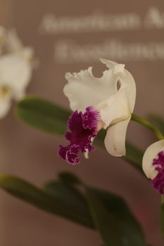 Cattleya orchid flower blooms in summer in Hawaii in a botanical garden