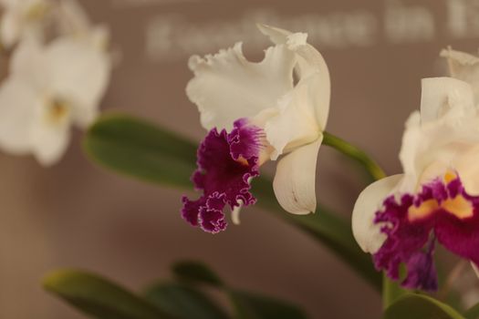 Cattleya orchid flower blooms in summer in Hawaii in a botanical garden