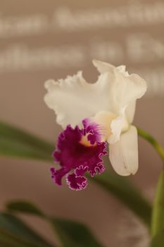 Cattleya orchid flower blooms in summer in Hawaii in a botanical garden