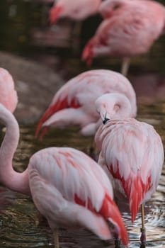 The Chilean flamingo, Phoenicopterus chilensis, is bright pink freshwater bird.