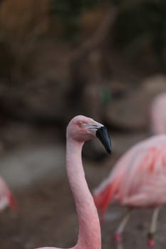 The Chilean flamingo, Phoenicopterus chilensis, is bright pink freshwater bird.