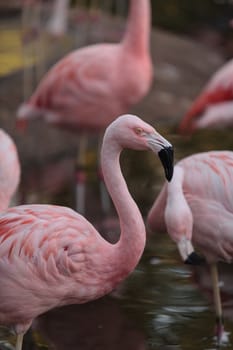 The Chilean flamingo, Phoenicopterus chilensis, is bright pink freshwater bird.