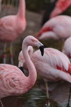 The Chilean flamingo, Phoenicopterus chilensis, is bright pink freshwater bird.