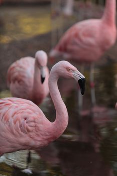 The Chilean flamingo, Phoenicopterus chilensis, is bright pink freshwater bird.