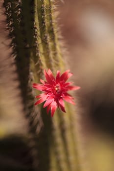 Red flower on a Cleistocactus samaipatanus cactus blooms in the desert. This cactus is found in Bolivia, South America