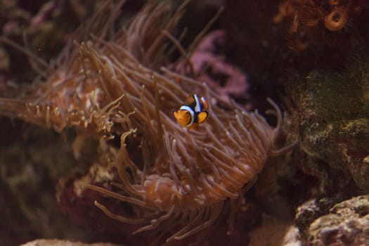 Clownfish, Amphiprioninae, in a marine fish and reef aquarium, staying close to its host anemone