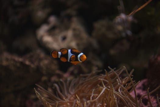 Clownfish, Amphiprioninae, in a marine fish and reef aquarium, staying close to its host anemone