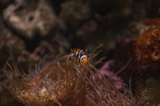 Clownfish, Amphiprioninae, in a marine fish and reef aquarium, staying close to its host anemone