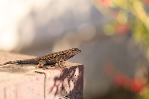 Brown common fence lizard, Sceloporus occidentalis, perches on a ledge with a green background.