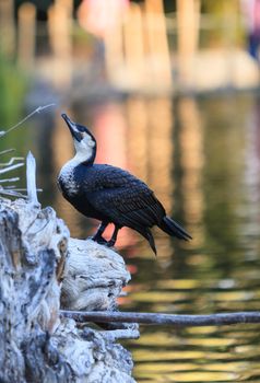 Double-crested Cormorant, Phalacrocorax auritus, is a black fishing bird found in North America