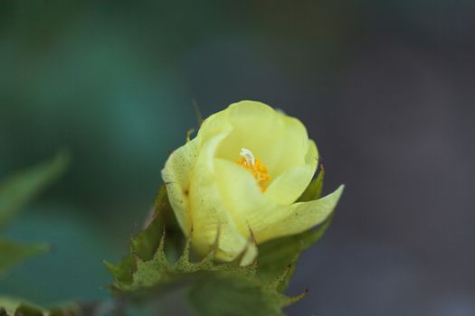 Tree cotton, Gossypium barbadense, in bloom with yellow flowers and white cotton balls