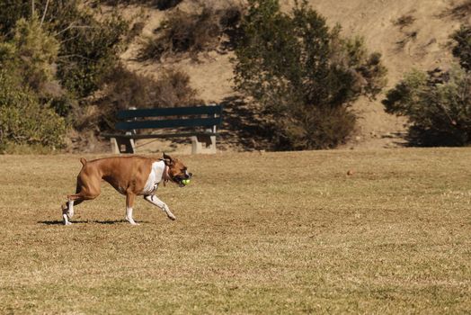 Boxer mix dog playing at a dog park in summer.