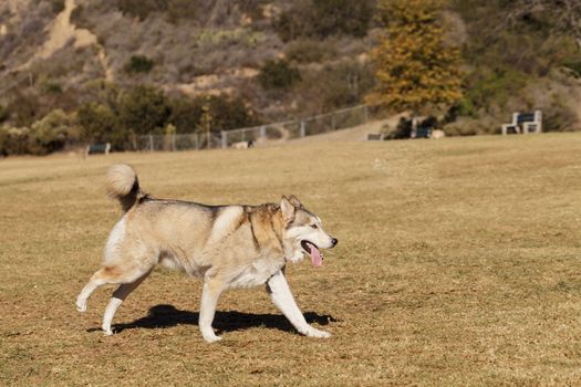 Elderly husky mix dog playing at a dog park