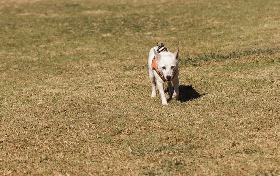 Elderly Jack Russell dog walking at a dog park in summer